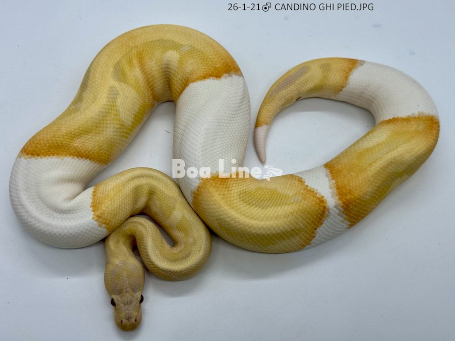 CANDINO GHI PIED